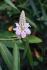 Alpinia oxyphylla